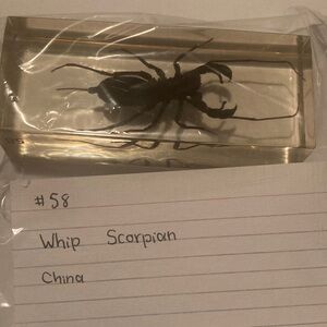 Whip Scorpion - China